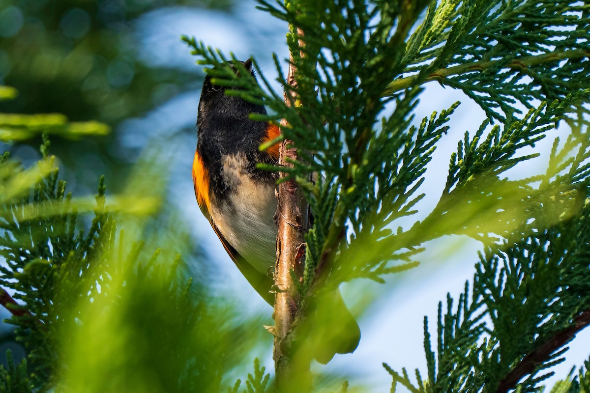 American Redstart - ML646165649