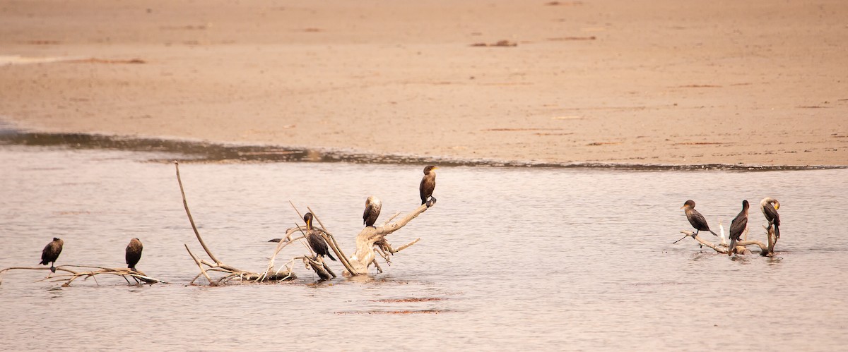 Double-crested Cormorant - ML646165651