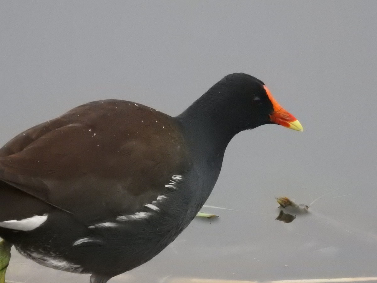 סופית אמריקנית - ML646165655