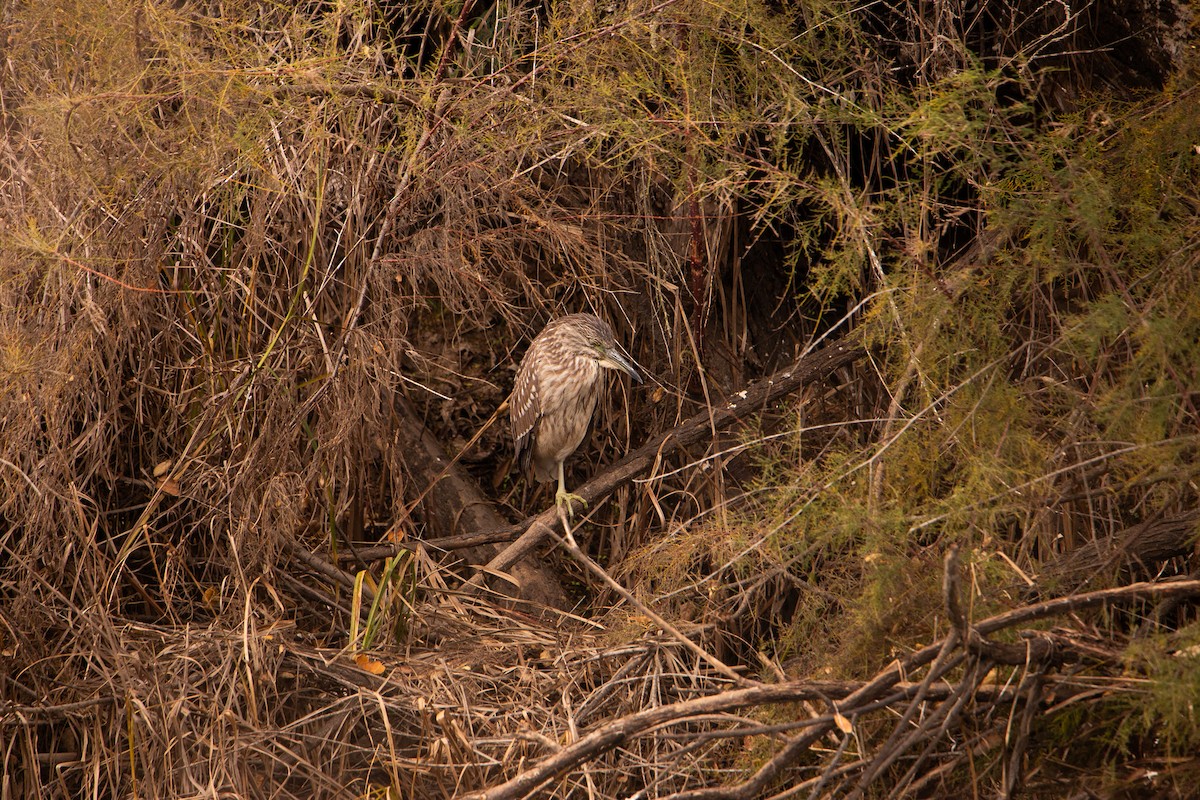 Black-crowned Night Heron - ML646165657