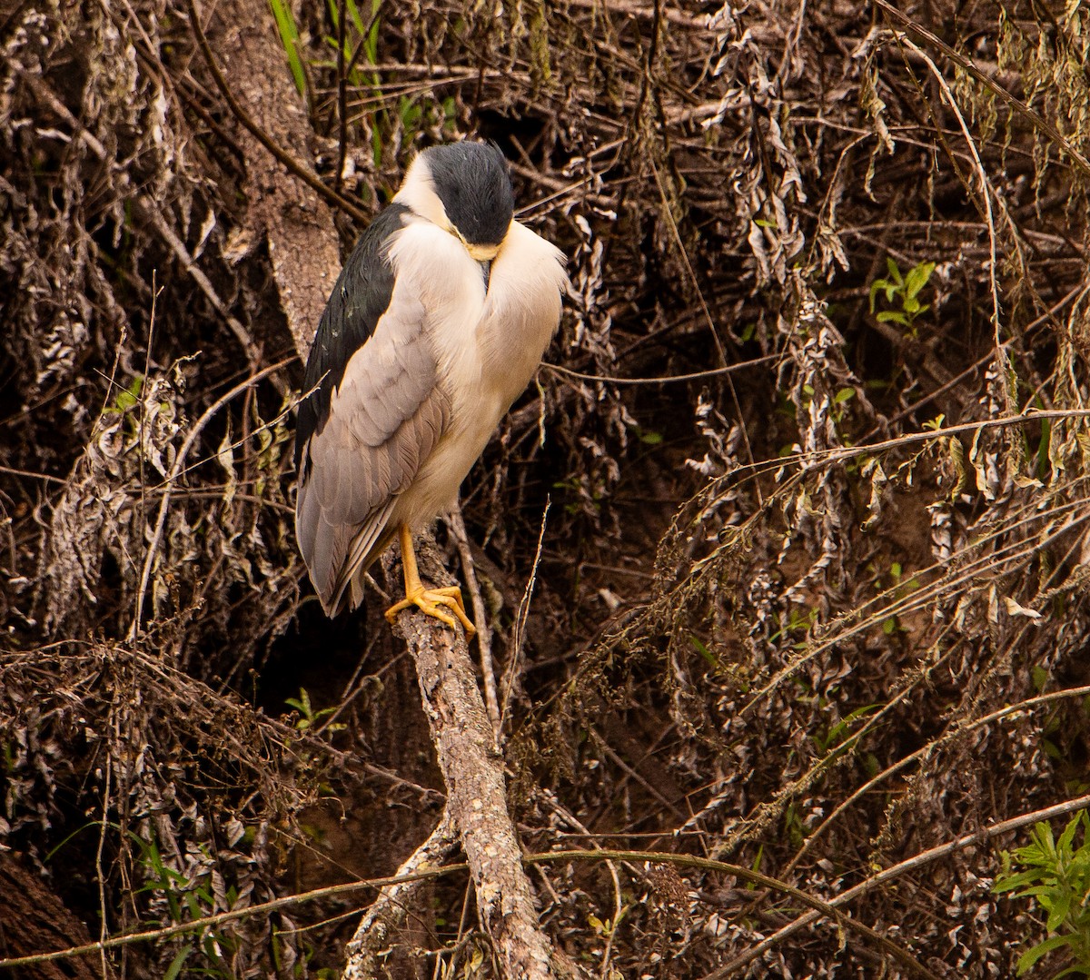 Black-crowned Night Heron - ML646165658