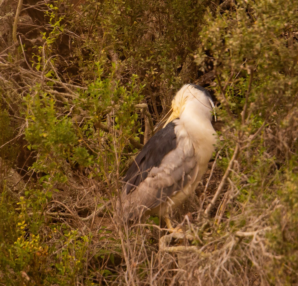 Black-crowned Night Heron - ML646165659