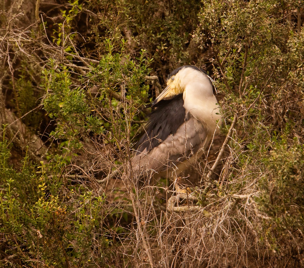 Black-crowned Night Heron - ML646165660