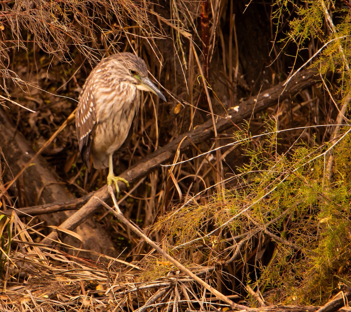 Black-crowned Night Heron - ML646165662