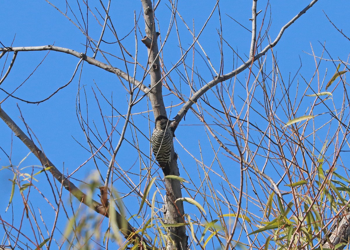 Ladder-backed Woodpecker - ML646165664