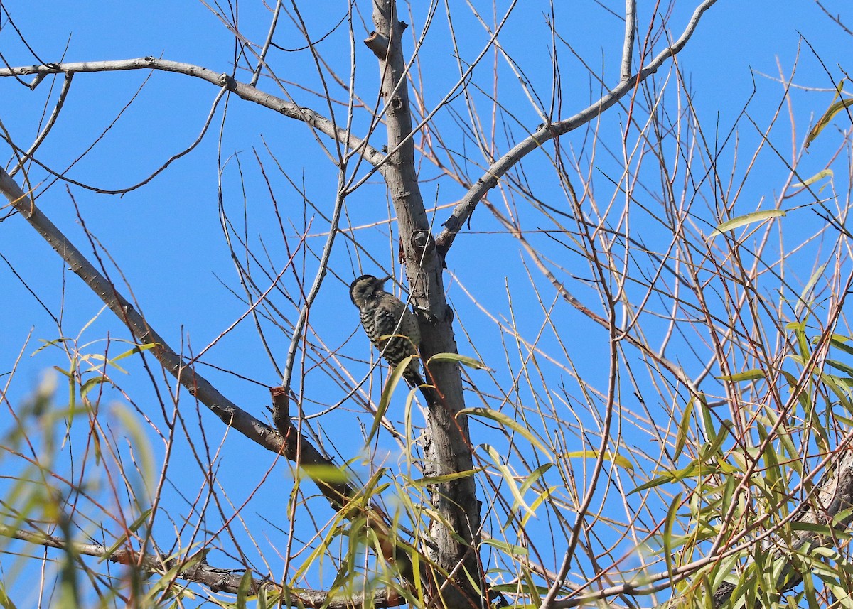 Ladder-backed Woodpecker - ML646165665