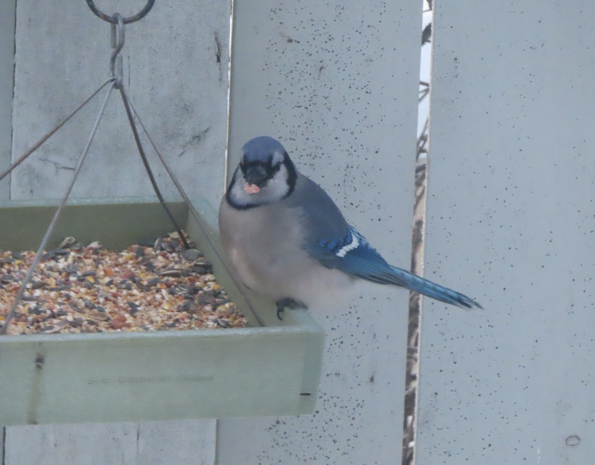 Blue Jay - ML646165668