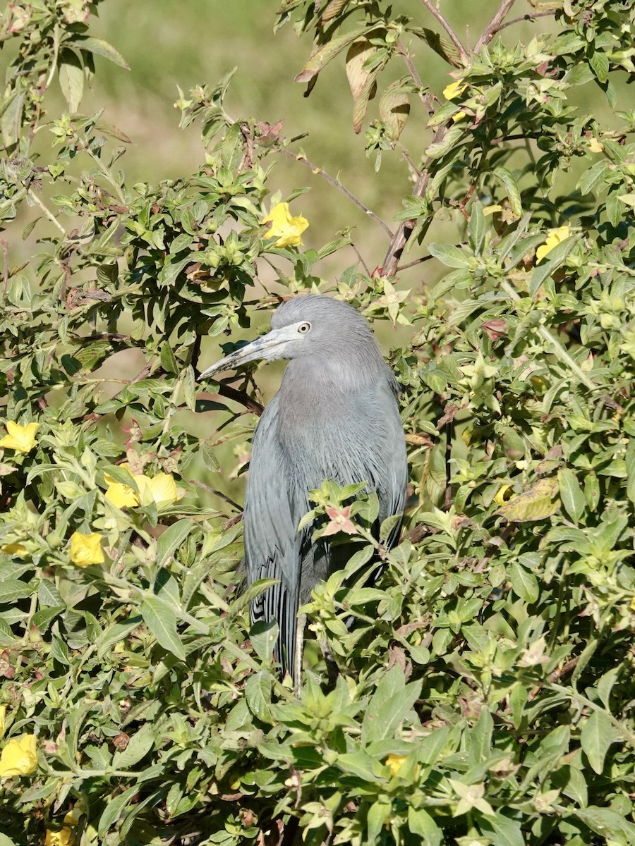 Little Blue Heron - ML646165671