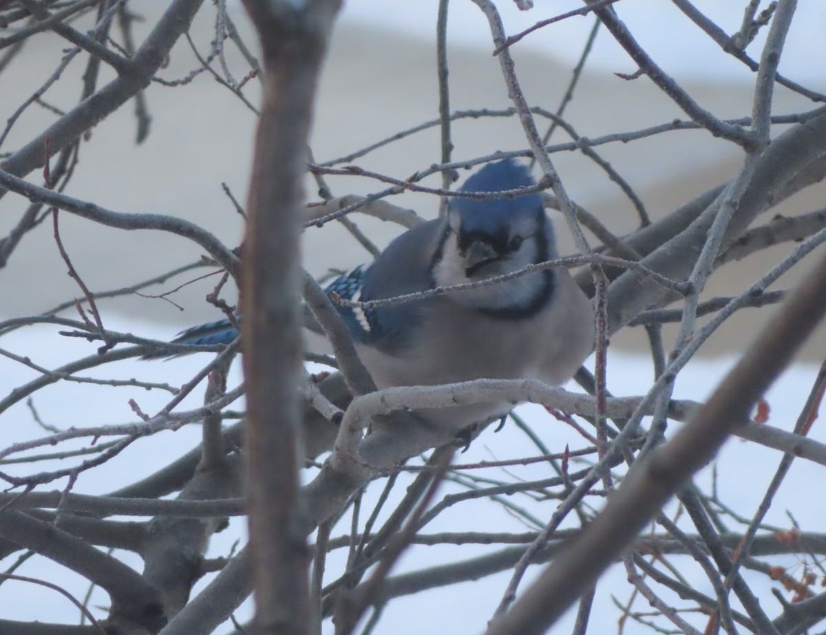 Blue Jay - ML646165676