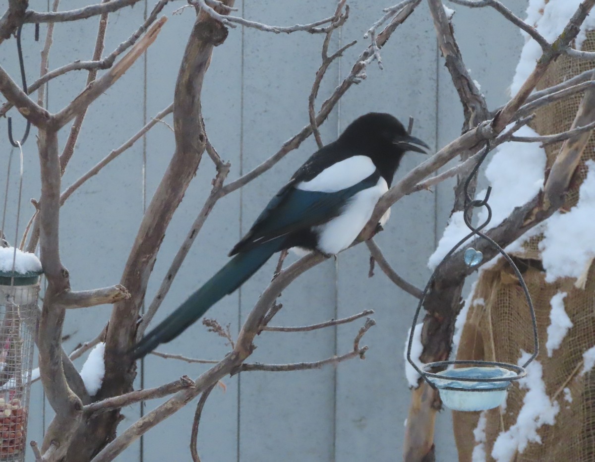 Сорока канадська - ML646165678