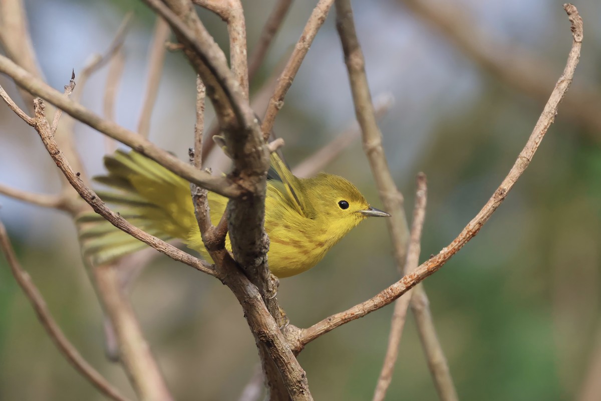 Northern Yellow Warbler - ML646165680