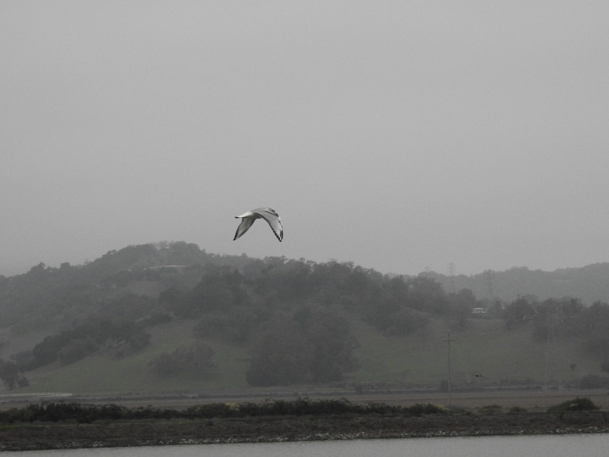 Bonaparte's Gull - ML646165681
