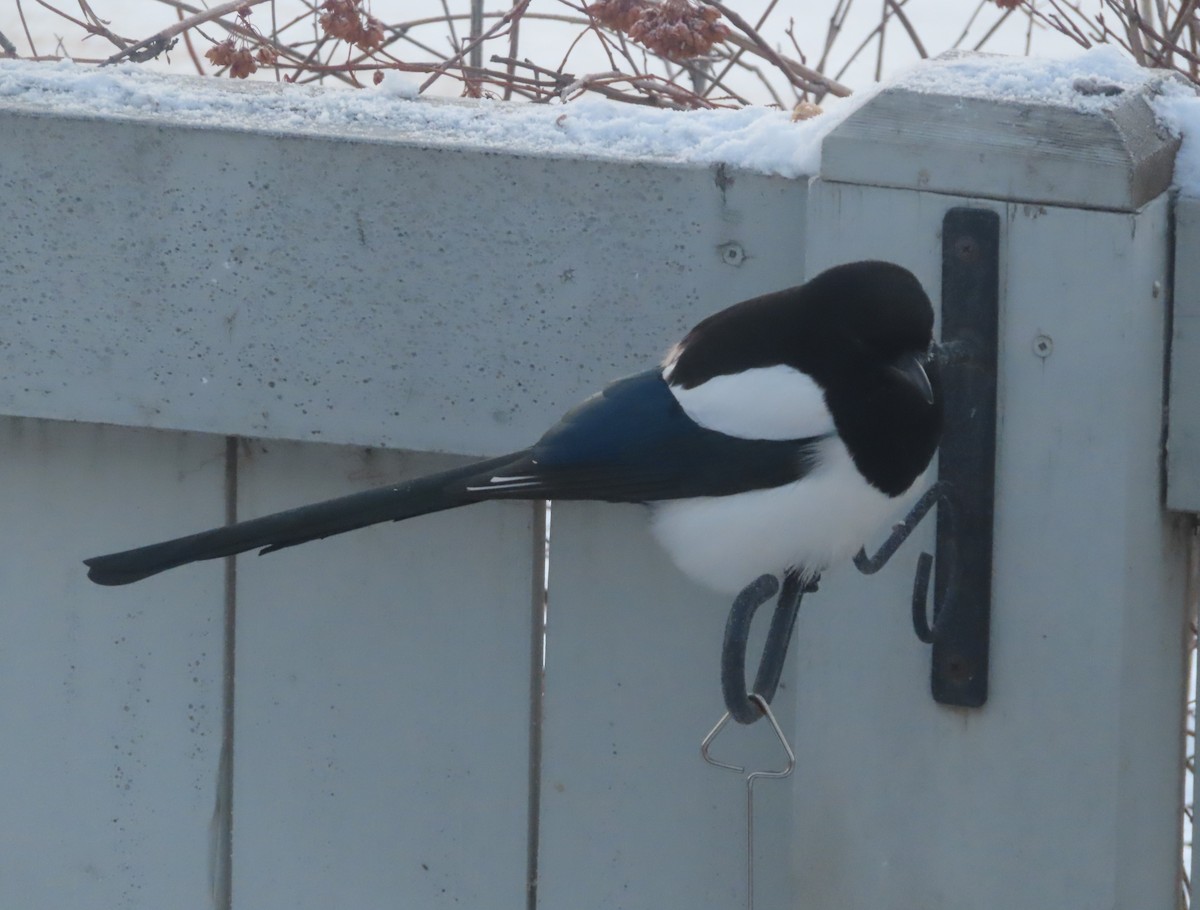 Сорока канадська - ML646165683