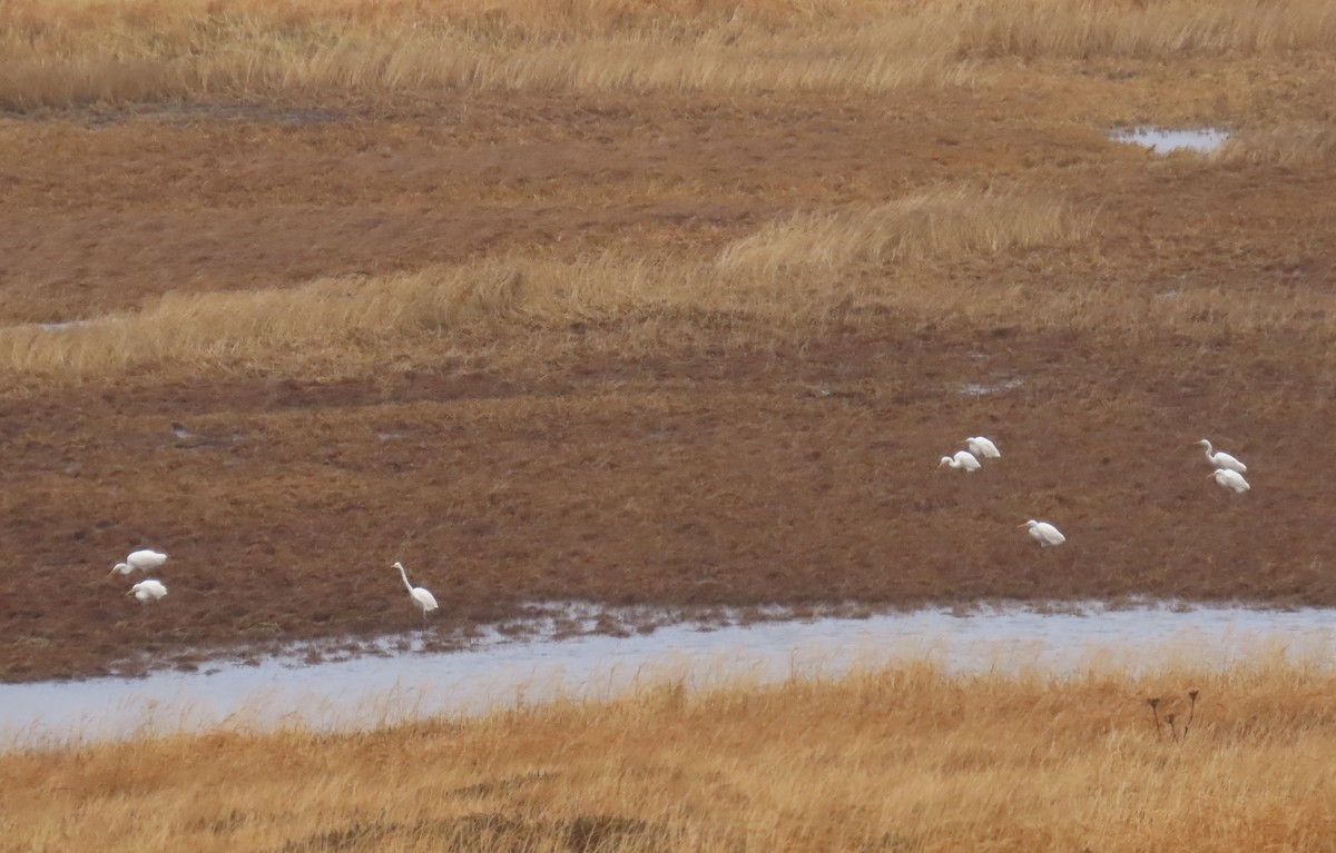 Büyük Ak Balıkçıl - ML646165687