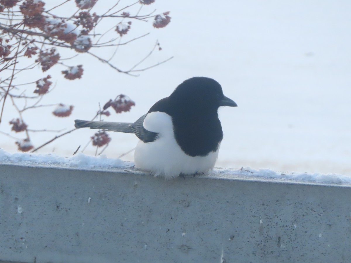 Сорока канадська - ML646165688