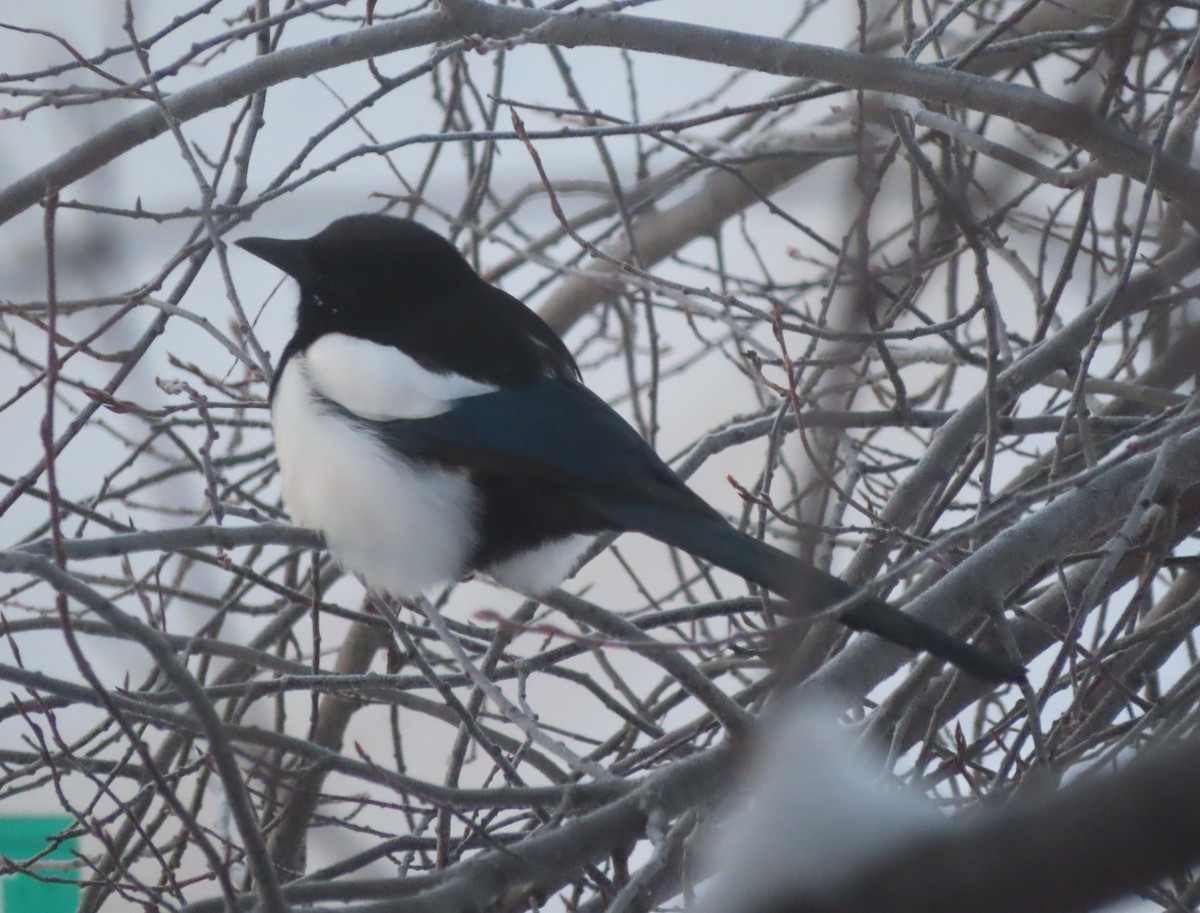 Сорока канадська - ML646165693