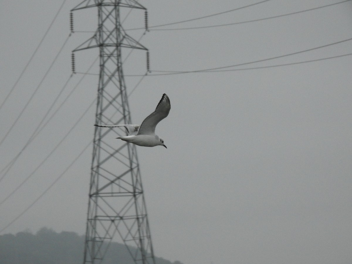 Bonaparte's Gull - ML646165694