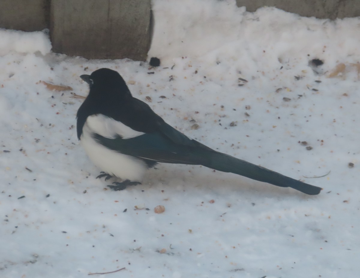 Сорока канадська - ML646165698