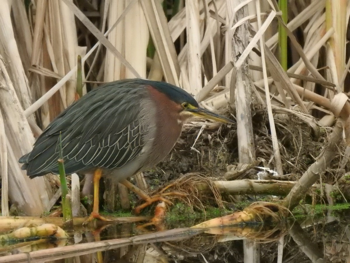 Green Heron - ML646165701