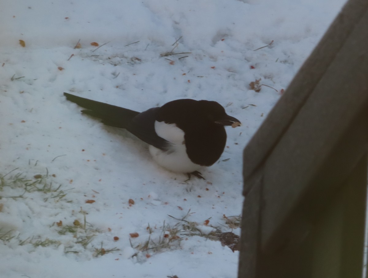 Сорока канадська - ML646165702