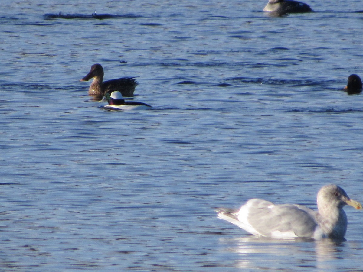 Northern Shoveler - ML646165703