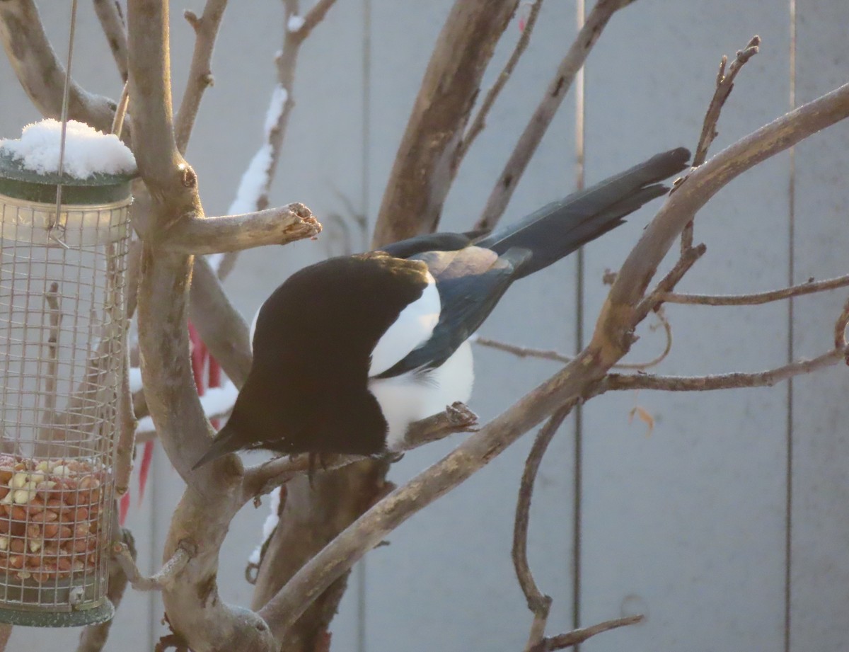 Сорока канадська - ML646165709