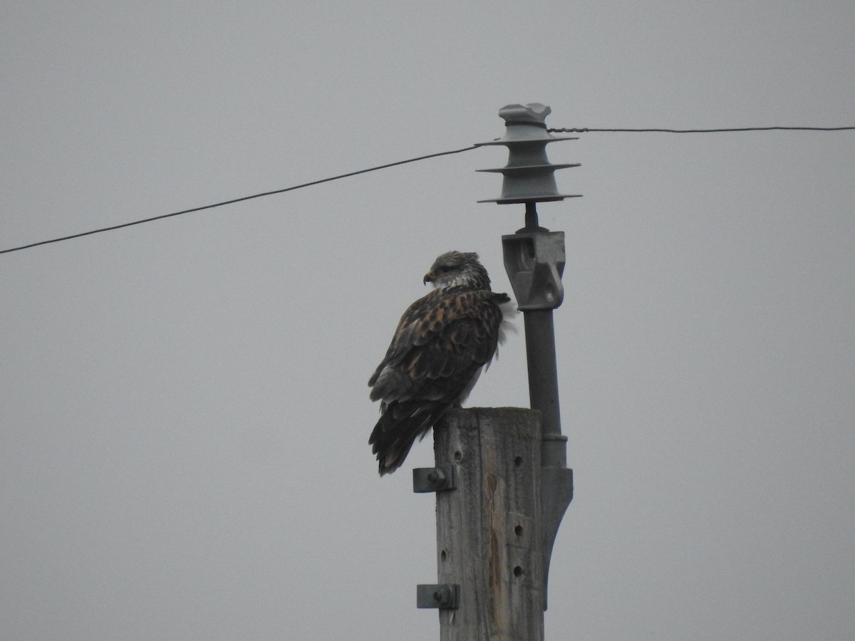 Ferruginous Hawk - ML646165710