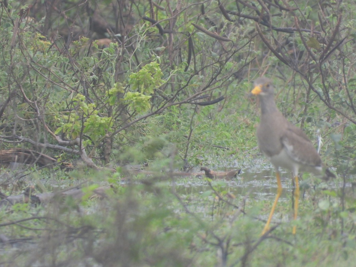 Gray-headed Lapwing - ML646165711