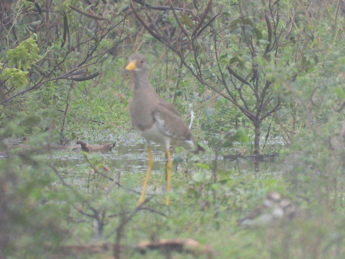 Gray-headed Lapwing - ML646165712