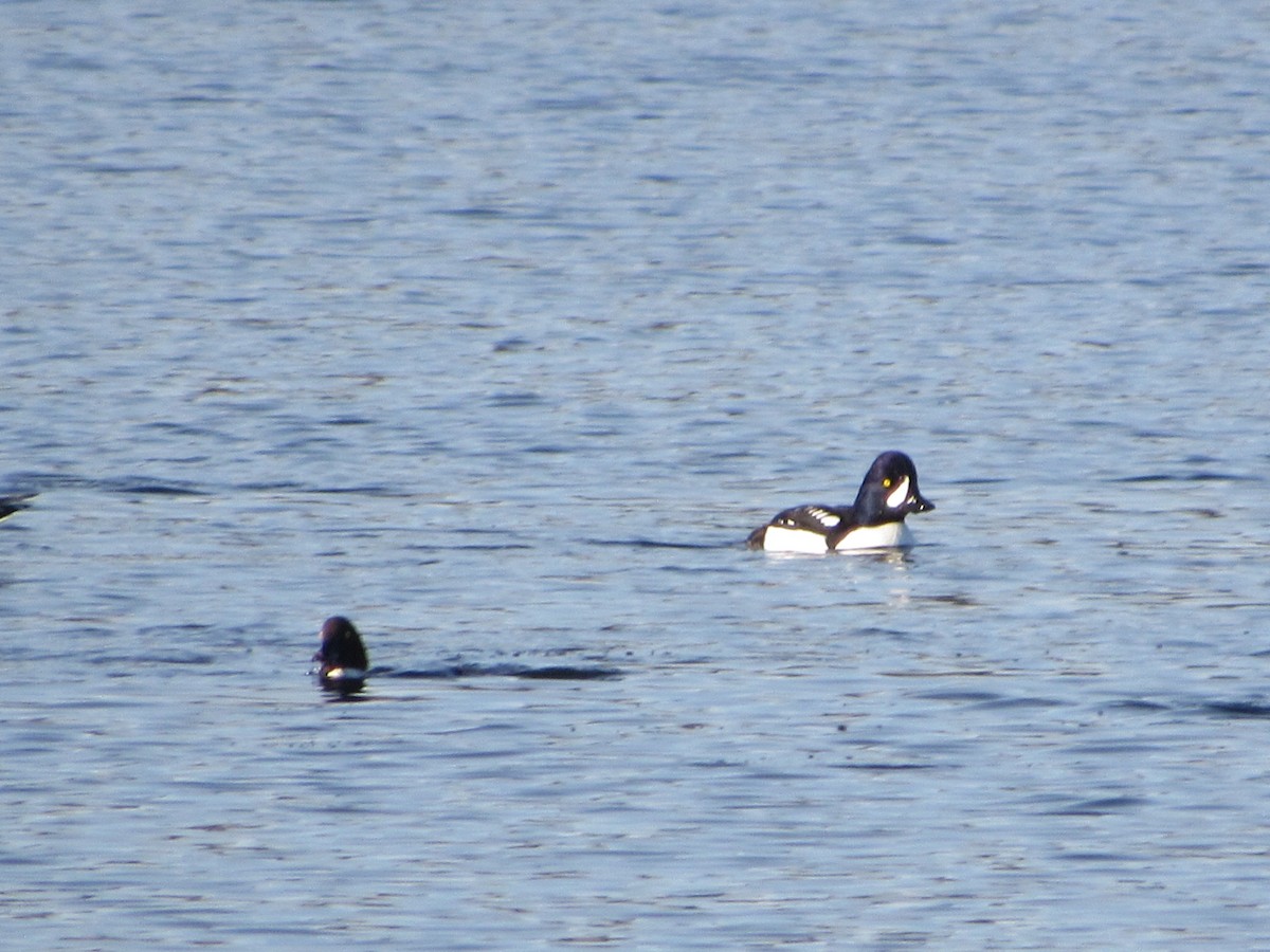 Barrow's Goldeneye - ML646165713