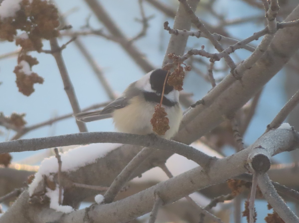 Black-capped Chickadee - ML646165715