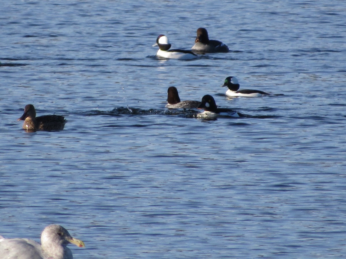 Bufflehead - ML646165717