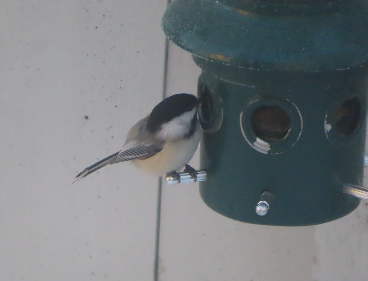 Black-capped Chickadee - ML646165719