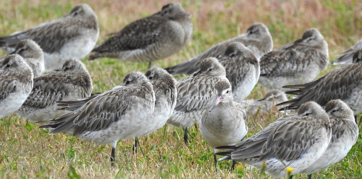 Bar-tailed Godwit - ML646165725