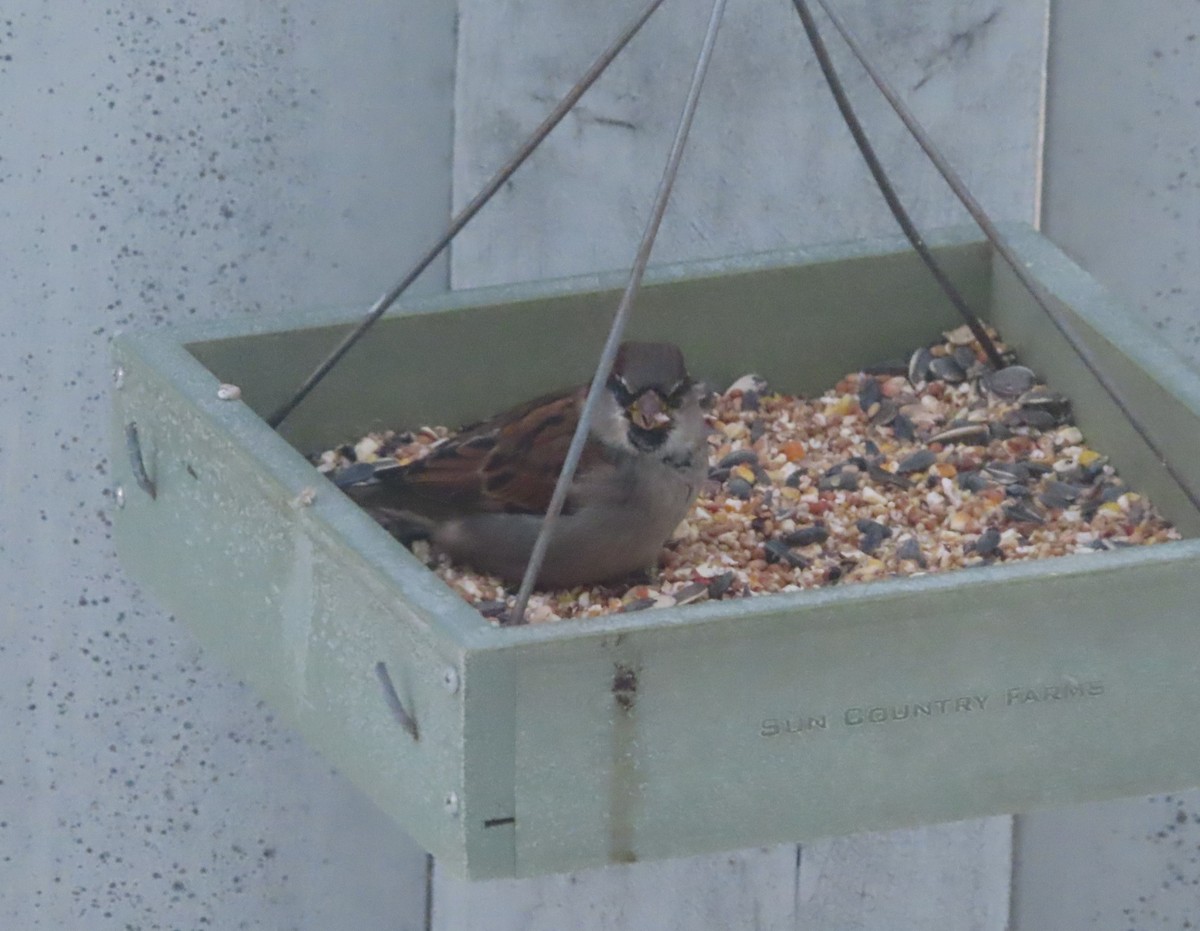 House Sparrow - ML646165726