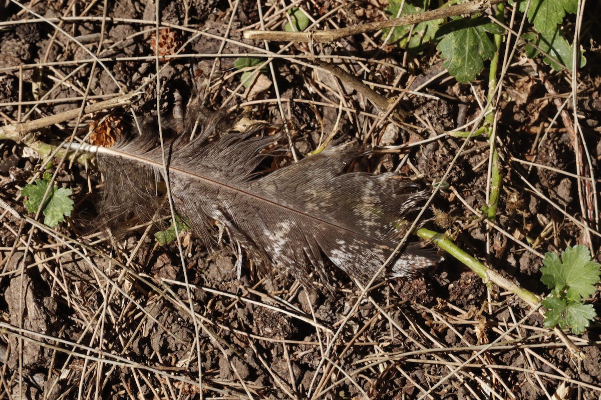 Tawny Frogmouth - ML646165738