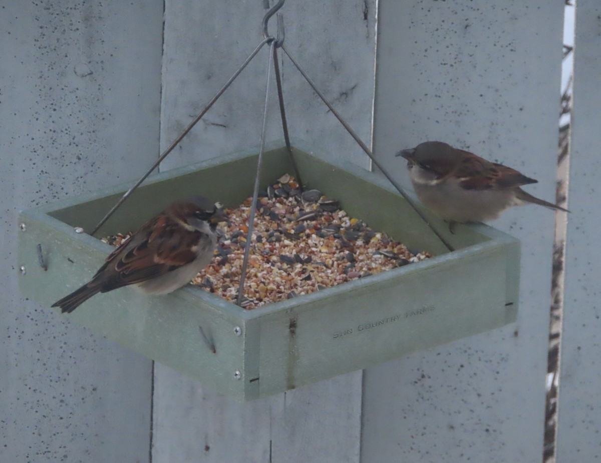 House Sparrow - ML646165743