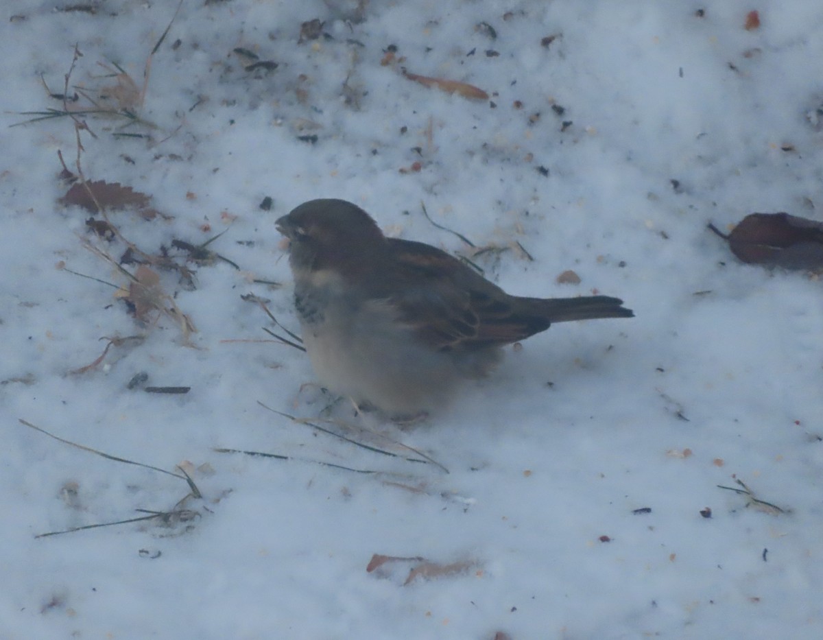 House Sparrow - ML646165757