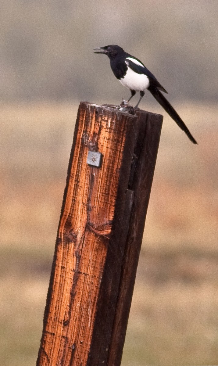 Сорока канадська - ML646165758