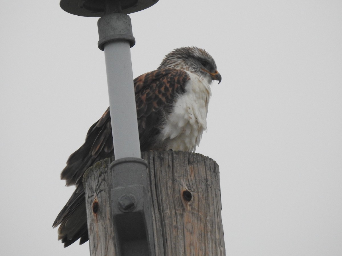 Ferruginous Hawk - ML646165759