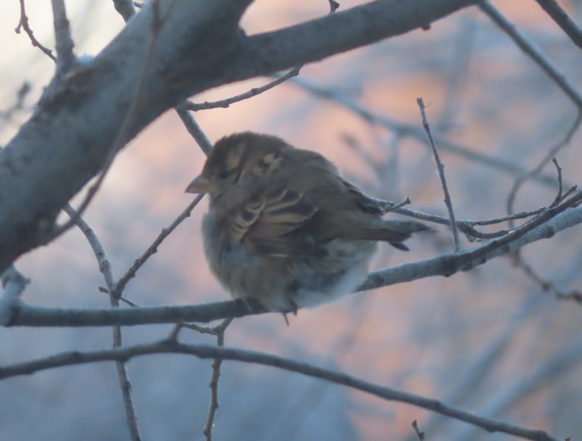 House Sparrow - ML646165761