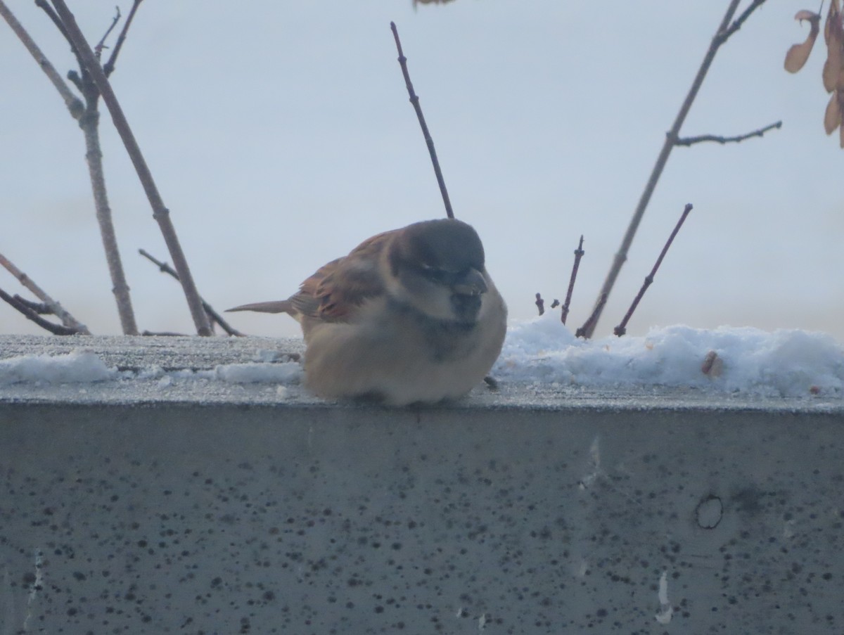 House Sparrow - ML646165763