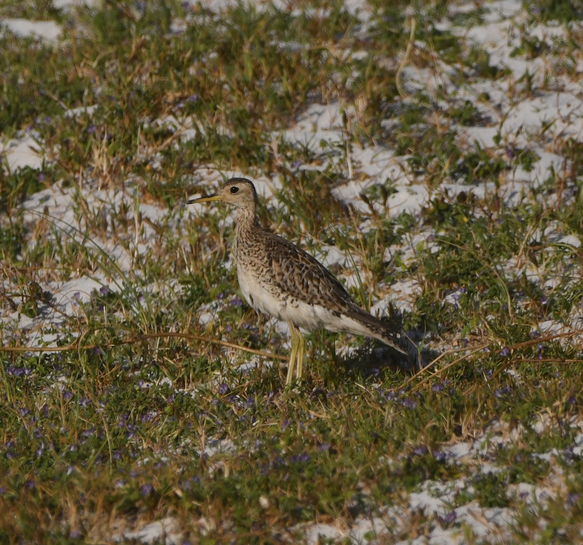 Upland Sandpiper - ML646165764