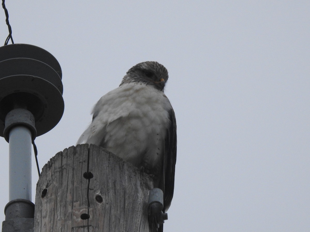 Ferruginous Hawk - ML646165765