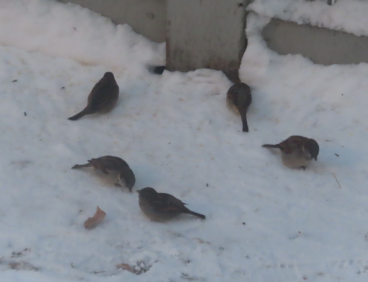 House Sparrow - ML646165768