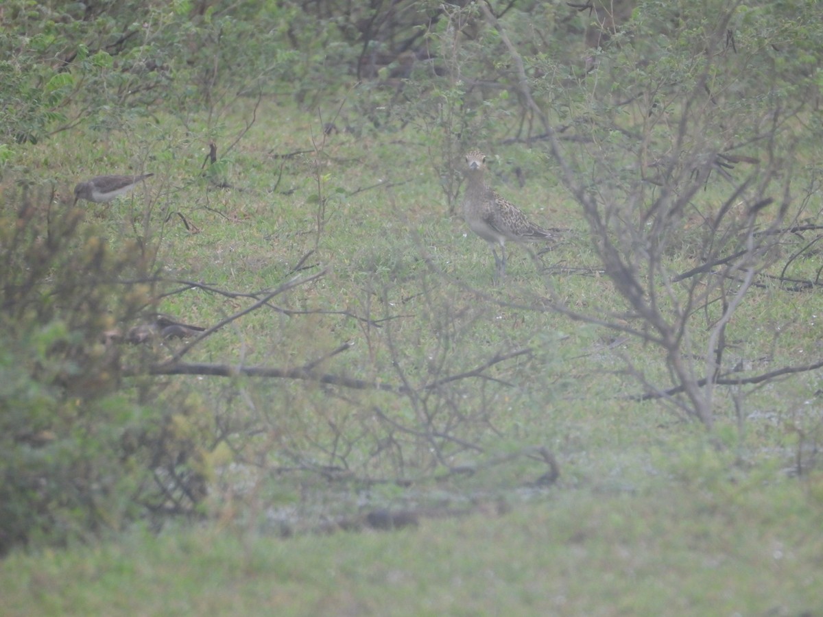 Pacific Golden-Plover - ML646165772