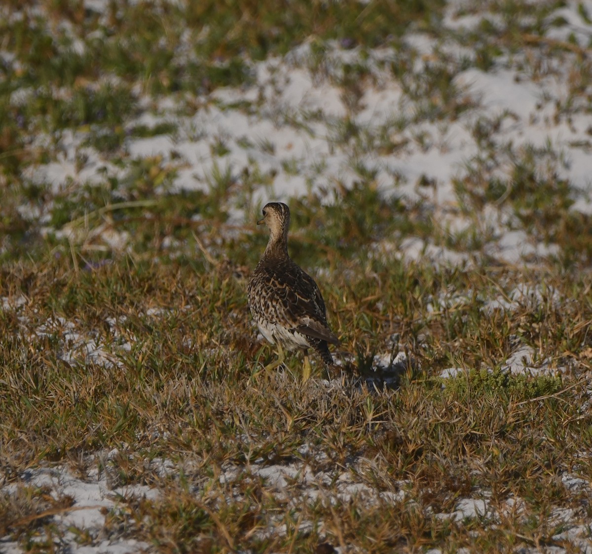 Upland Sandpiper - ML646165773