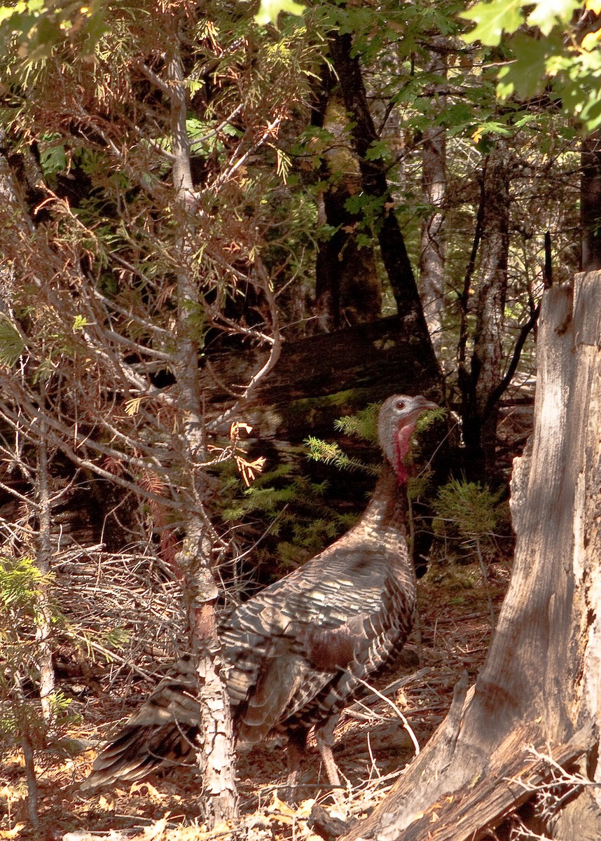 Wild Turkey - ML646165777