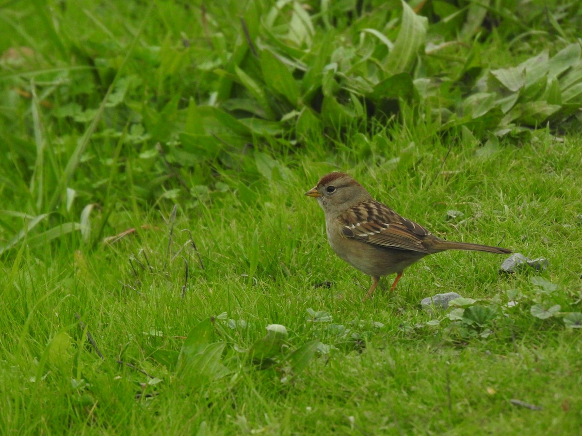 strnadec bělopásý - ML646165778