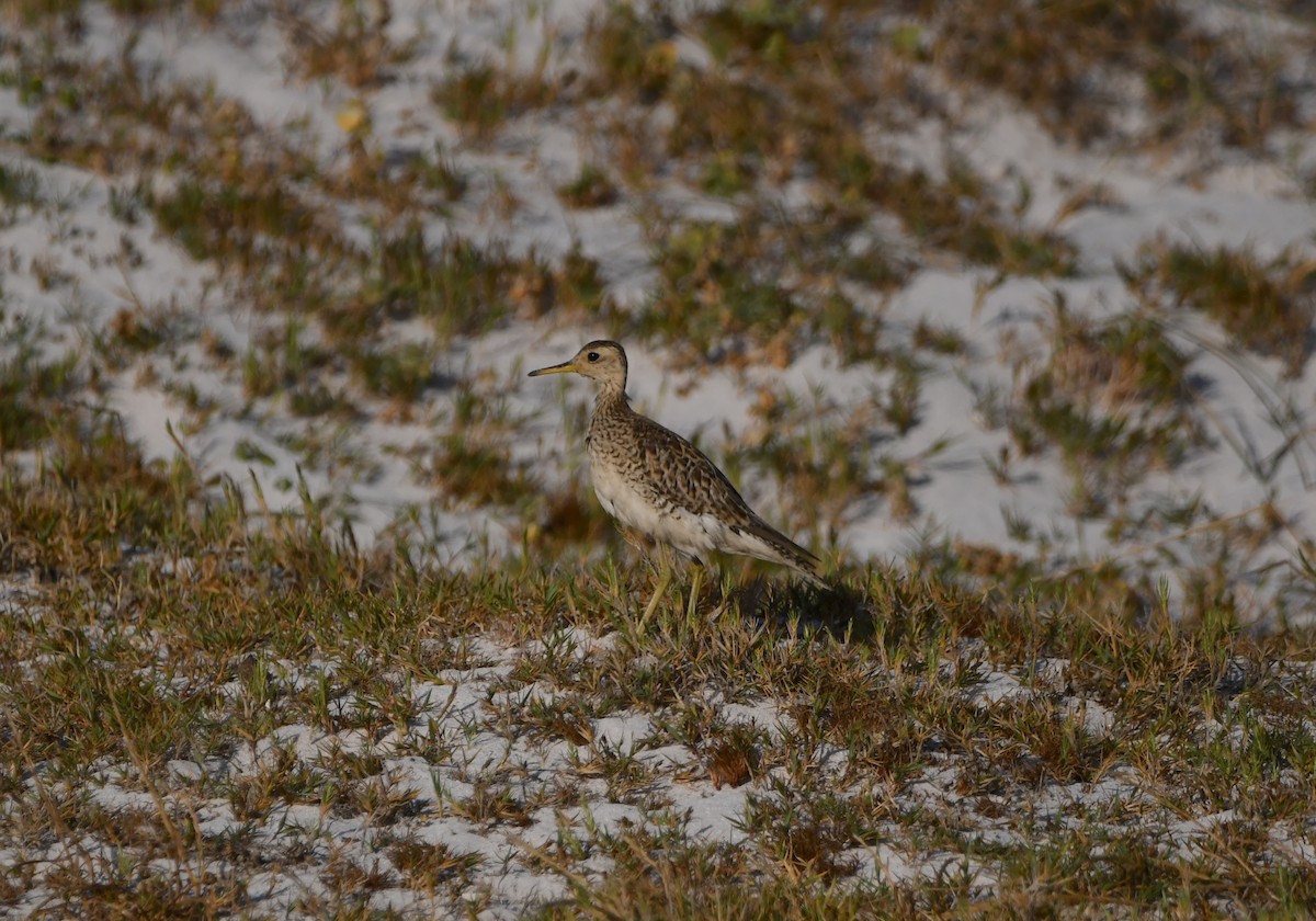 Upland Sandpiper - ML646165779